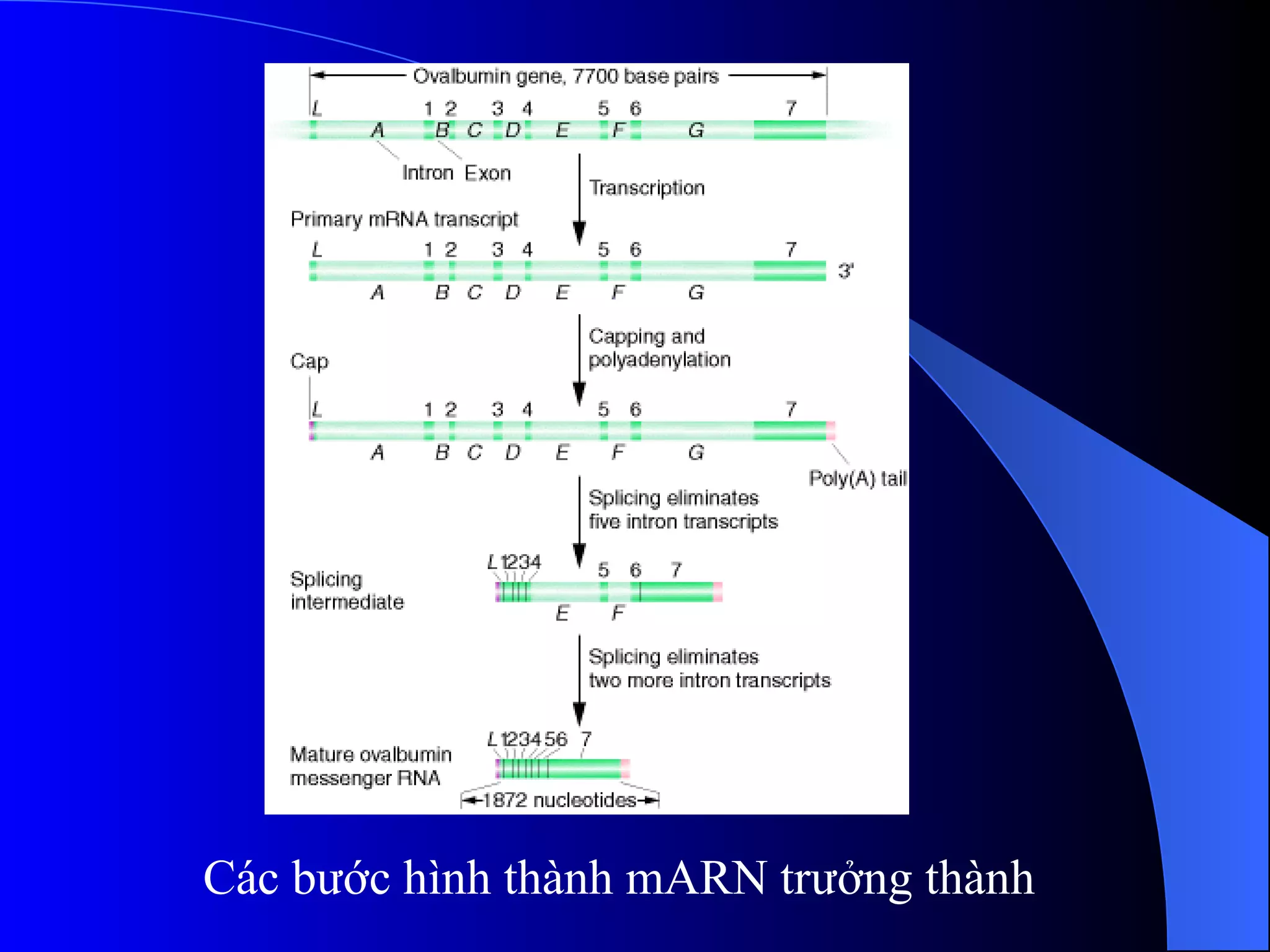 Các bước hình thành mARN trưởng thành 