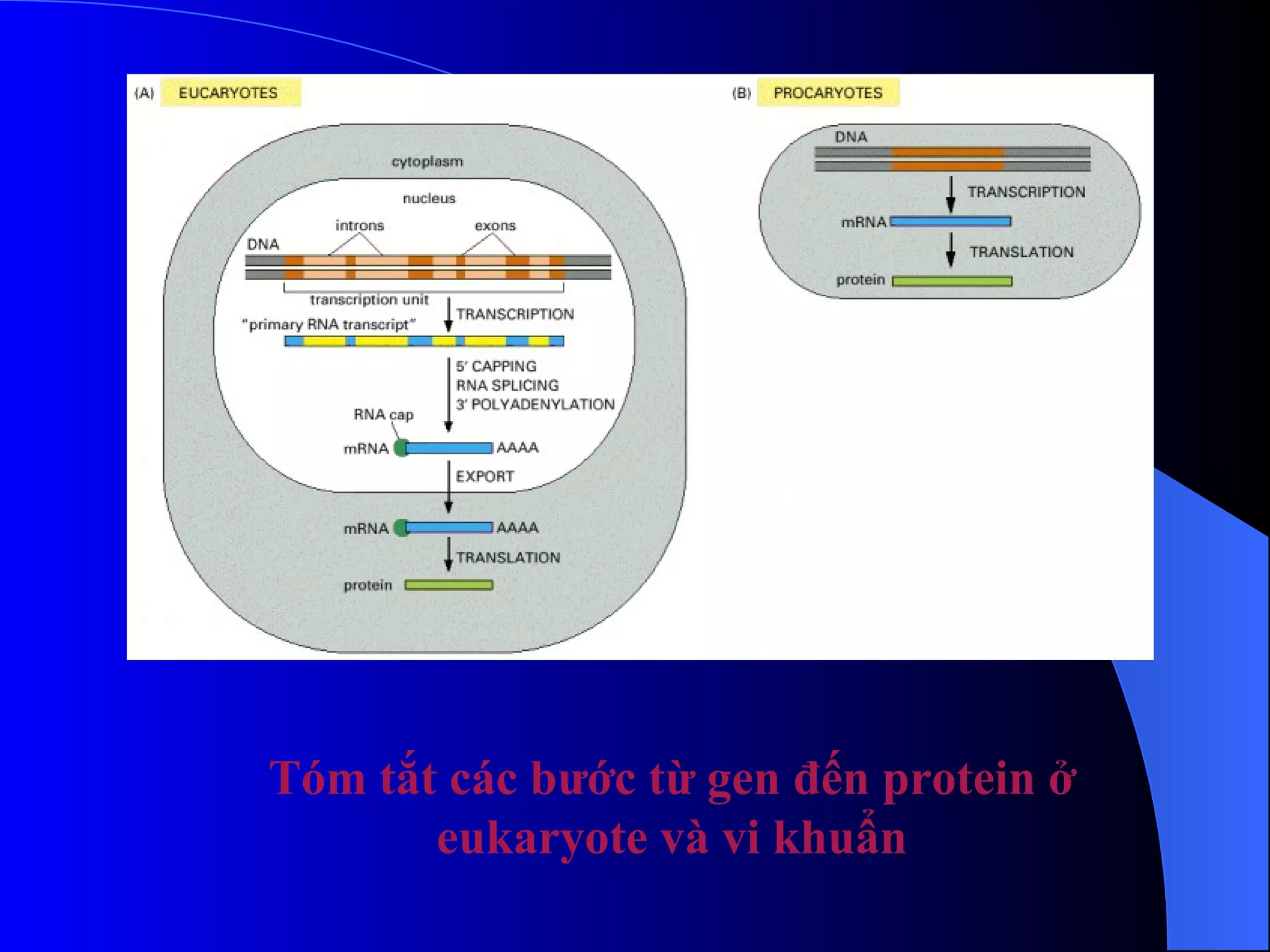Tóm tắt các bước từ gen đến protein ở eukaryote và vi khuẩn 