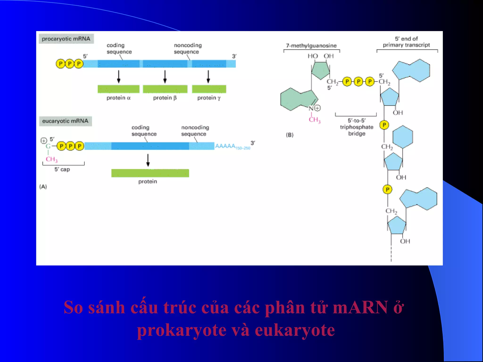 So sánh cấu trúc của các phân tử mARN ở prokaryote và eukaryote 