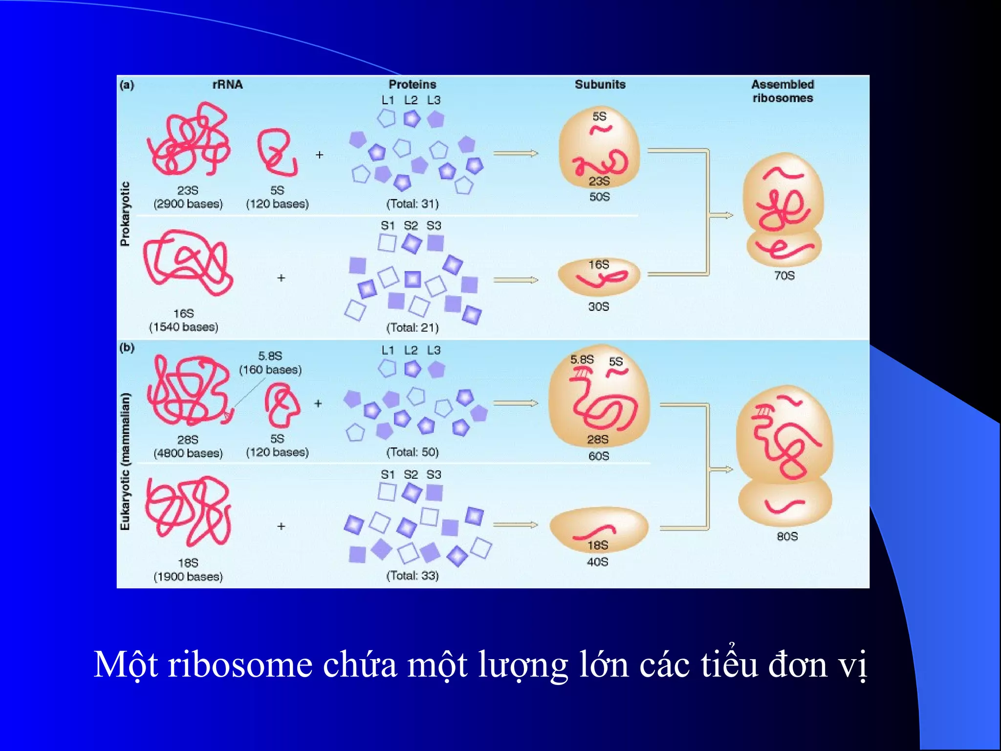 Một ribosome chứa một lượng lớn các tiểu đơn vị 