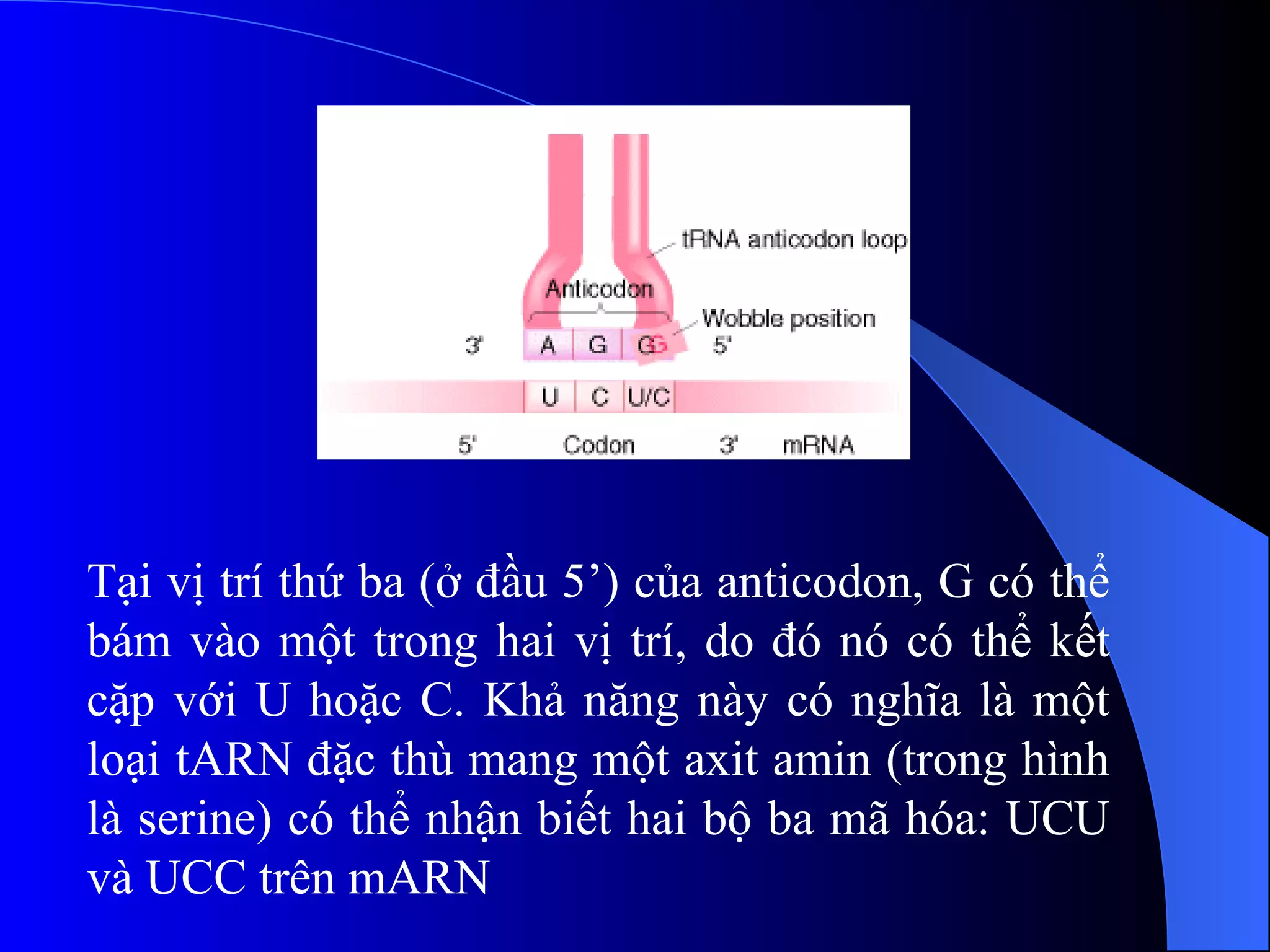 Tại vị trí thứ ba (ở đầu 5’) của anticodon, G có thể bám vào một trong hai vị trí, do đó nó có thể kết cặp với U hoặc C. Khả năng này có nghĩa là một loại tARN đặc thù mang một axit amin (trong hình là serine) có thể nhận biết hai bộ ba mã hóa: UCU và UCC trên mARN 