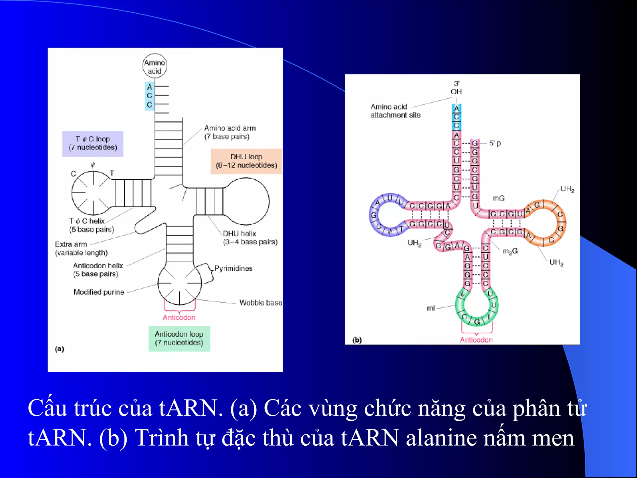 Cấu trúc của tARN. (a) Các vùng chức năng của phân tử tARN. (b) Trình tự đặc thù của tARN alanine nấm men 