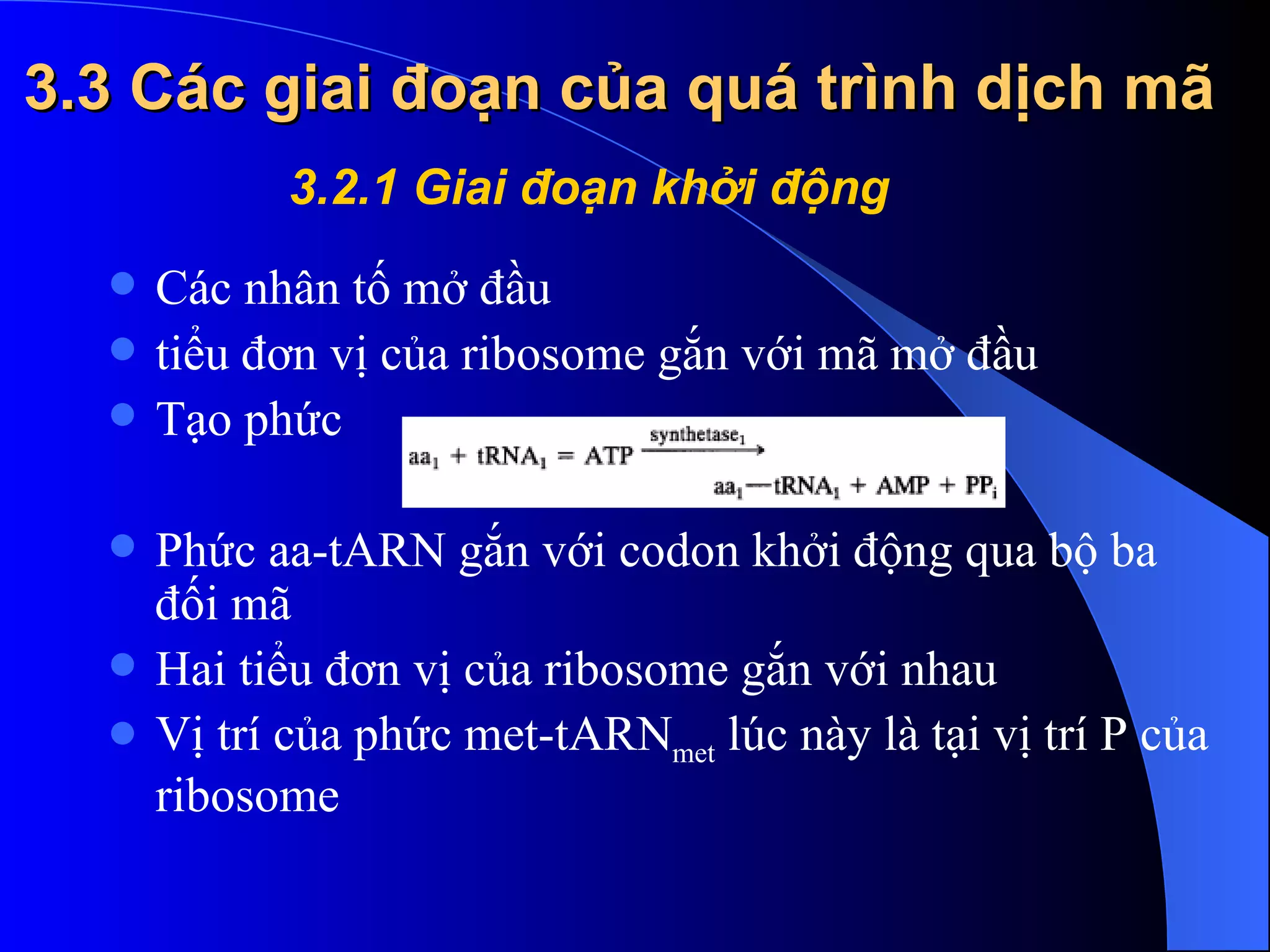 3.3 Các giai đoạn của quá trình dịch mã Các nhân tố mở đầu  tiểu đơn vị của ribosome gắn với mã mở đầu Tạo phức Phức aa-tARN gắn với codon khởi động qua bộ ba đối mã  Hai tiểu đơn vị của ribosome gắn với nhau Vị trí của phức met-tARN met  lúc này là tại vị trí P của ribosome 3.2.1 Giai đoạn khởi động   