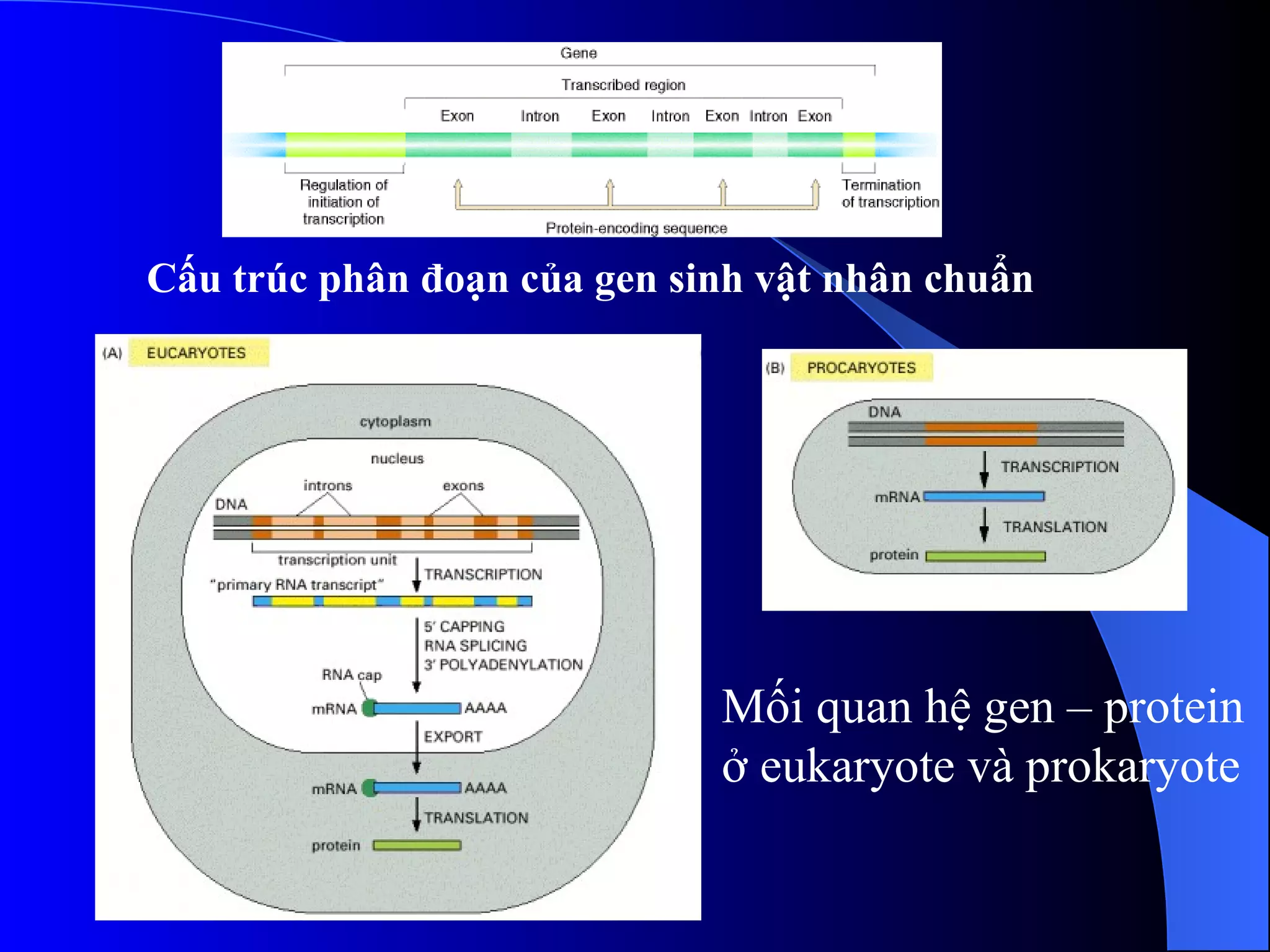 Cấu trúc phân đoạn của gen sinh vật nhân chuẩn Mối quan hệ gen – protein ở eukaryote và prokaryote 