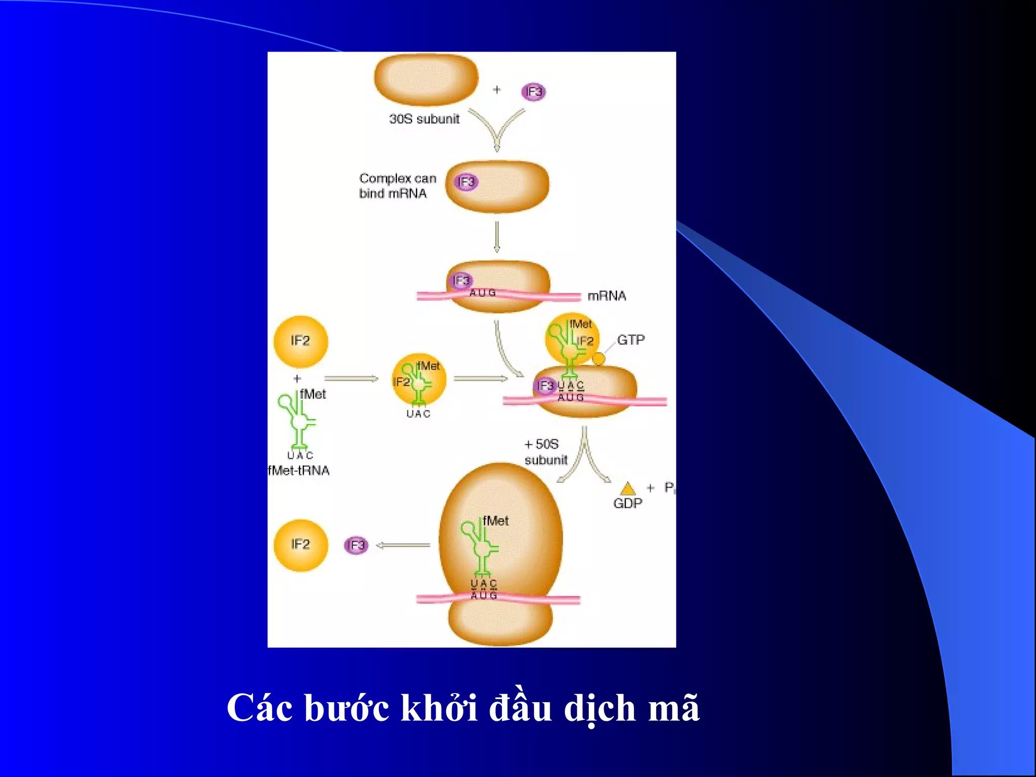 Các bước khởi đầu dịch mã 