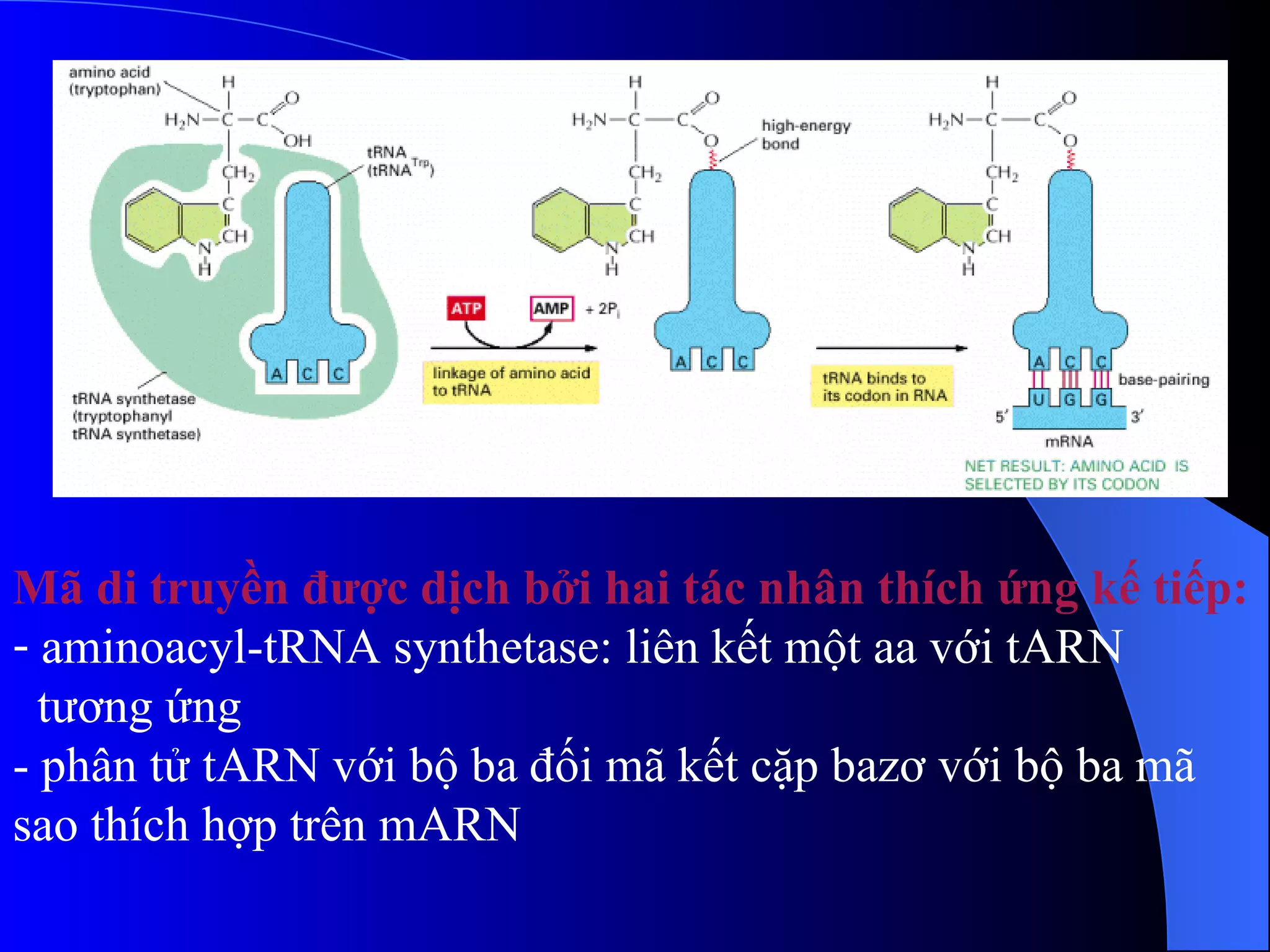 Mã di truyền được dịch bởi hai tác nhân thích ứng kế tiếp:  aminoacyl-tRNA synthetase: liên kết một aa với tARN tương ứng - phân tử tARN với bộ ba đối mã kết cặp bazơ với bộ ba mã  sao thích hợp trên mARN 
