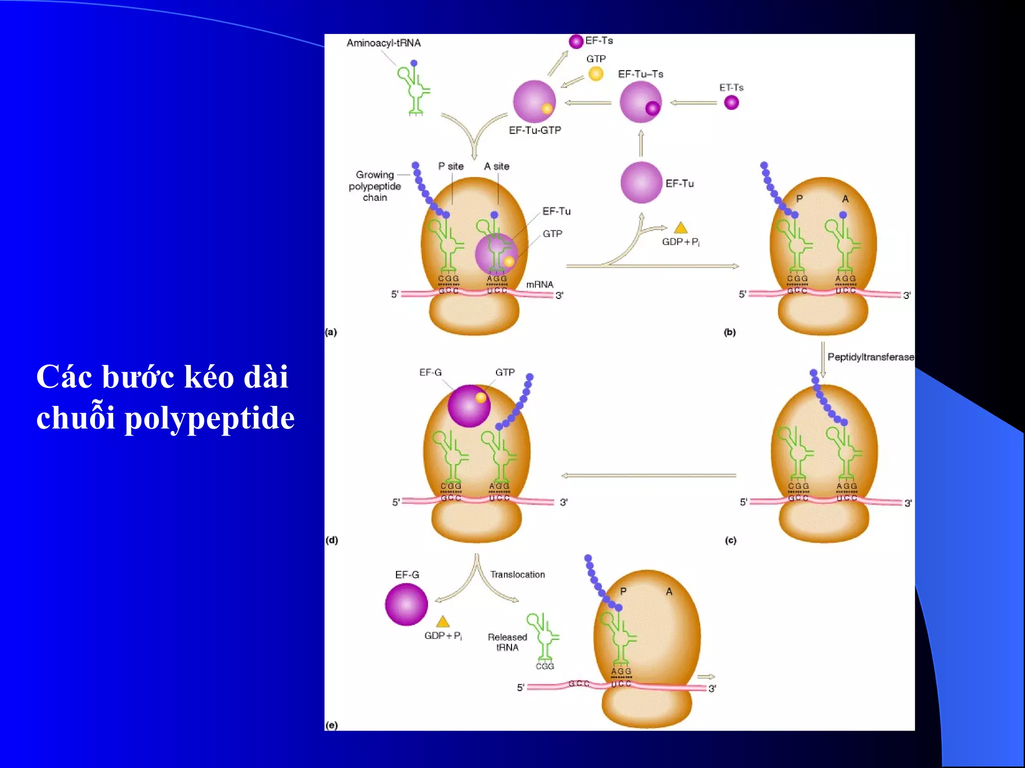 Các bước kéo dài  chuỗi polypeptide 