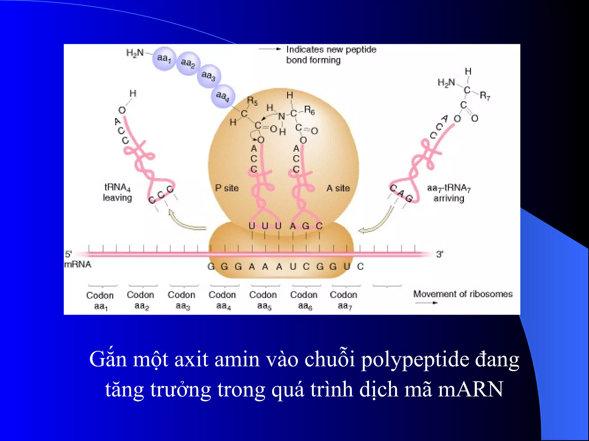 Gắn một axit amin vào chuỗi polypeptide đang tăng trưởng trong quá trình dịch mã mARN 
