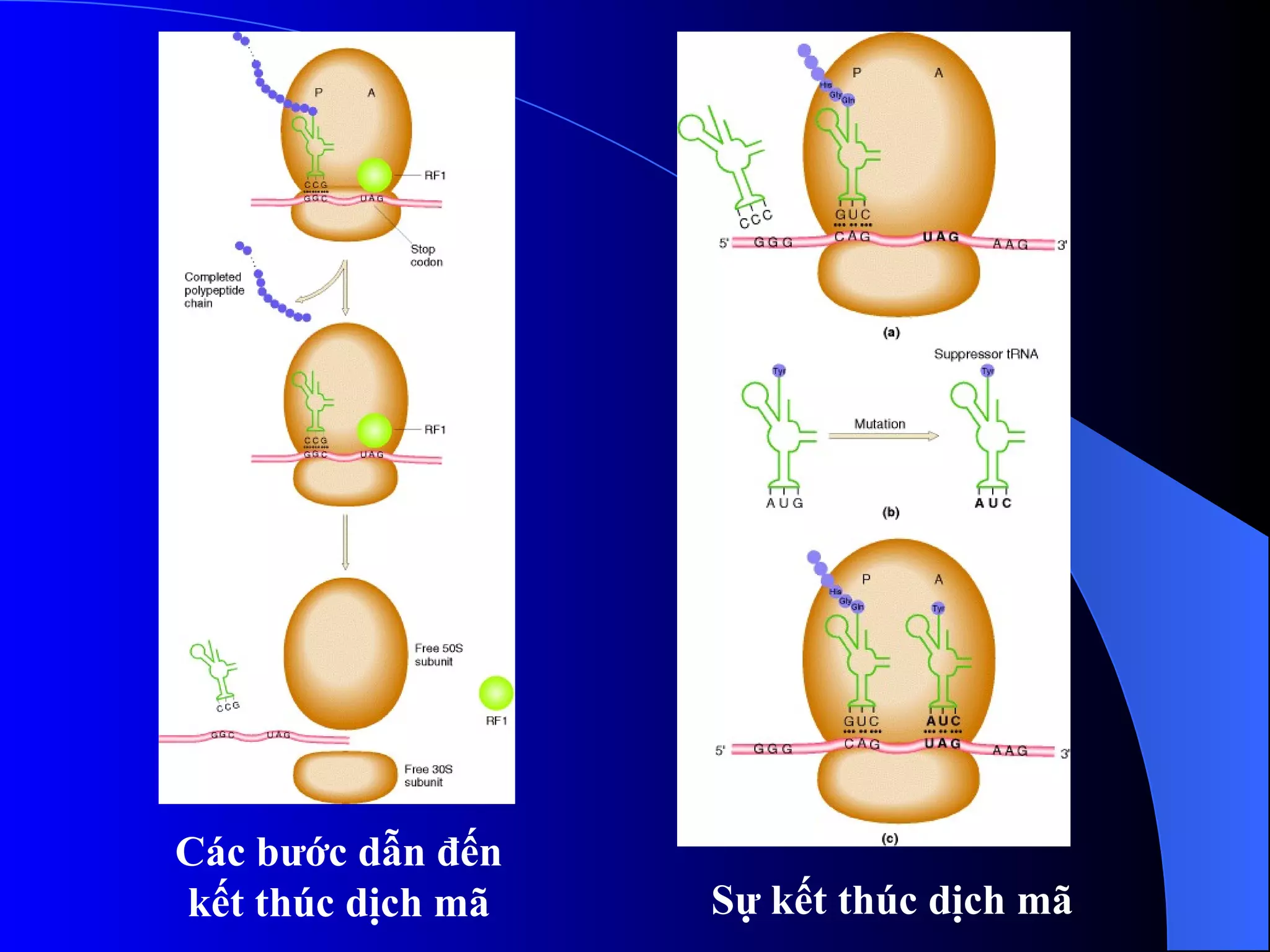 Các bước dẫn đến kết thúc dịch mã Sự kết thúc dịch mã 