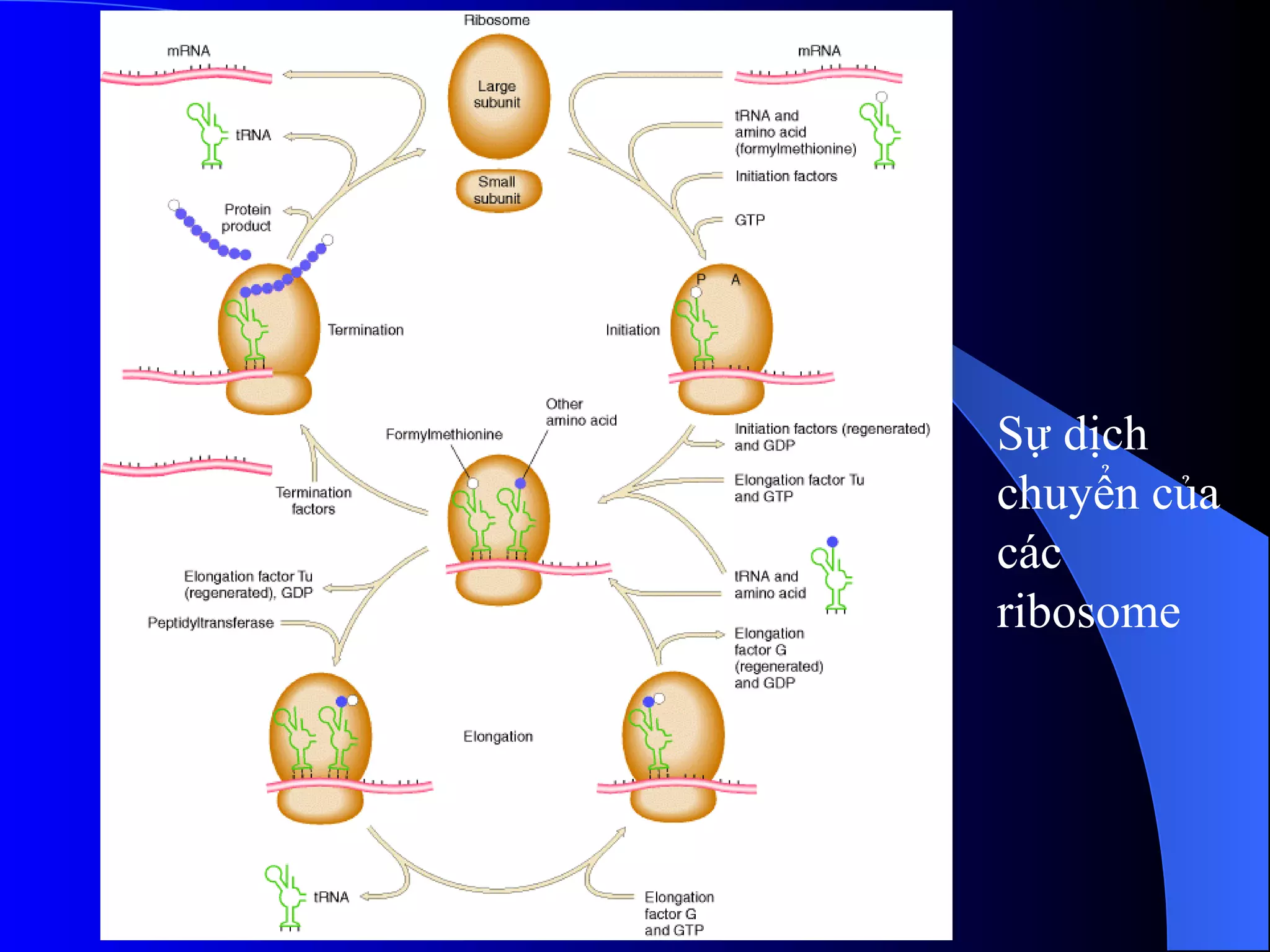 Sự dịch chuyển của các ribosome 