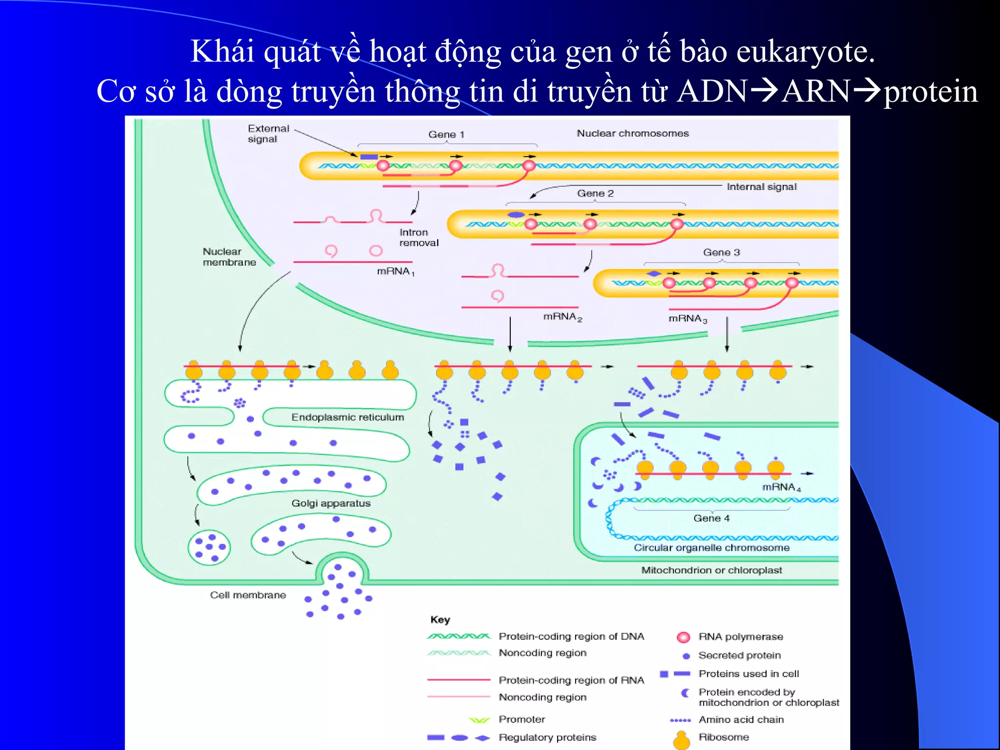 Khái quát về hoạt động của gen ở tế bào eukaryote.  Cơ sở là dòng truyền thông tin di truyền từ ADN  ARN  protein 