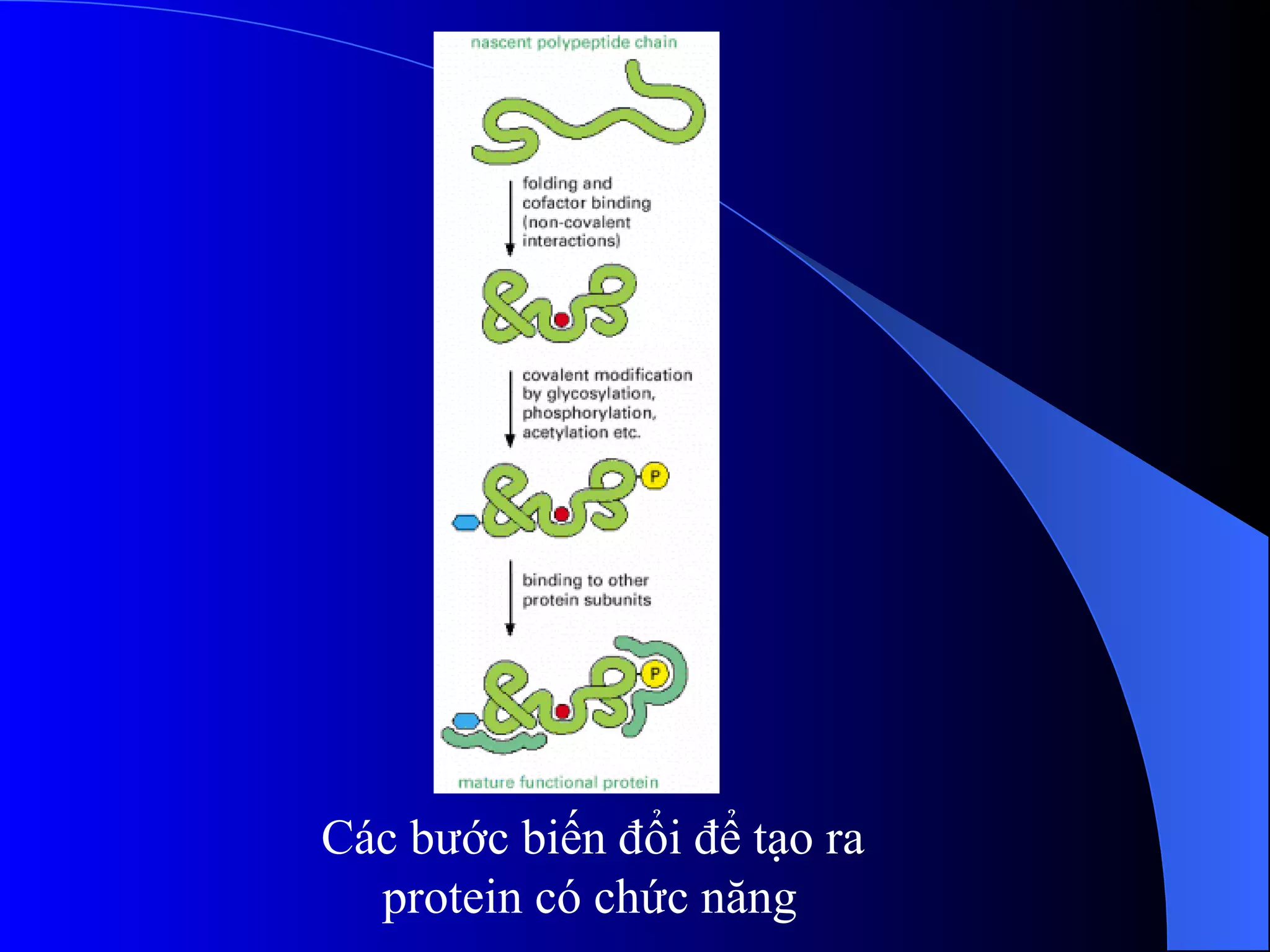 Các bước biến đổi để tạo ra protein có chức năng   
