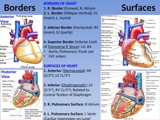 D_Thorax 5_Pericardium–Heart–Coronary Circulation.pptx