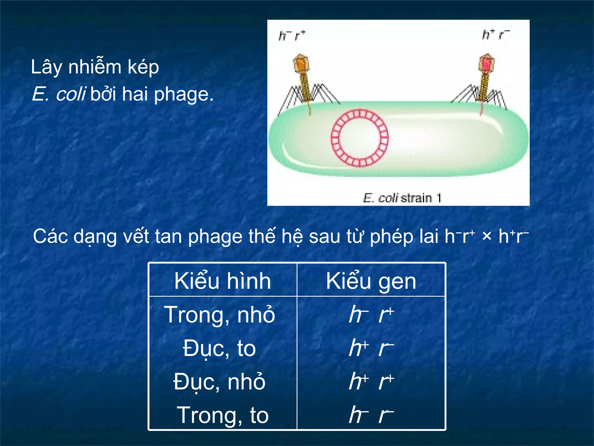 Lây nhiễm kép  E. coli  bởi hai phage . Các dạng vết tan phage thế hệ sau từ phép lai h − r +  × h + r − h −   r + h +   r − h +   r + h −   r − Trong, nhỏ  Đục, to  Đục, nhỏ  Trong, to Kiểu gen Kiểu hình 