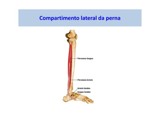Compartimento lateral da perna
 
