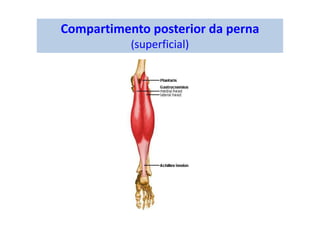Compartimento posterior da perna
(superficial)
 