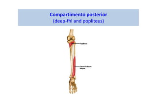 Compartimento posterior
(deep-fhl and popliteus)
 