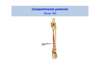 Compartimento posterior
(deep- fdl)
 