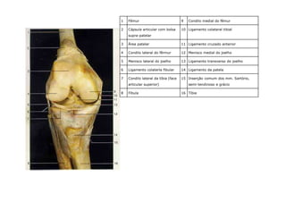 1 Fêmur 9 Condilo medial do fêmur
2 Cápsula articular com bolsa
supra-patelar
10 Ligamento colateral tibial
3 Ärea patelar 11 Ligamento cruzado anterior
4 Condilo lateral do fêrmur 12 Menisco medial do joelho
5 Menisco lateral do joelho 13 Ligamento transverso do joelho
6 Ligamento colaterla fibular 14 Ligamento da patela
7 Condilo lateral da tíbia (face
articular superior)
15 Inserção comum dos mm. Sartório,
semi-tendinoso e grácio
8 Fíbula 16 Tíbia
 