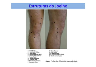Estruturas do Joelho
Fonte: Profa. Dra. Sílvia Maria Amado João
 