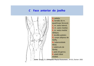 C Face anterior do joelho
A, patela;
B, tendão do m.
quadríceps femoral;
C, m. vasto lateral;
D, m. vasto medial;
E, m. vasto medial
oblíquo;
F, tendão patelar;
G, corpo adiposo de
Hoffa;
H, tuberosidade
tibial;
I, tubérculo de
Gerdy;
J, pata de ganso;
K, platô tibial
medial.
Fonte: Magee, D J; Orthopedic Physical Assessment , 4th Ed., Elseiver- 2002
 