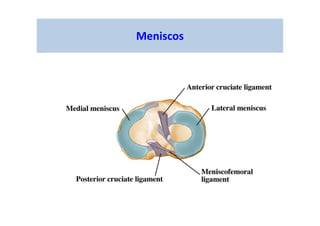Meniscos
 