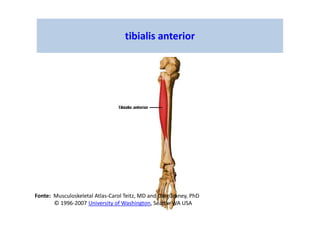 tibialis anterior
Fonte: Musculoskeletal Atlas-Carol Teitz, MD and Dan Graney, PhD
© 1996-2007 University of Washington, Seattle WA USA
 