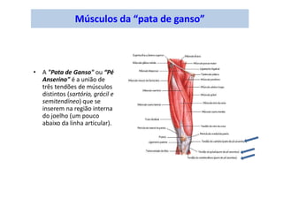 Músculos da “pata de ganso”
• A "Pata de Ganso" ou “Pé
Anserino" é a união de
três tendões de músculos
distintos (sartório, grácil e
semitendíneo) que se
inserem na região interna
do joelho (um pouco
abaixo da linha articular).
 
