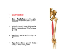 • SEMITENDÍNEO
•
Coxa - Região Posterior Inserção
Proximal: Tuberosidade isquiática
• Inserção Distal: Superfície medial
da tuberosidade da tíbia (pata de
ganso)
• Inervação: Nervo Isquiático (L5 –
S2)
• Ação: Extensão do quadril, flexão e
rotação medial do joelho
 