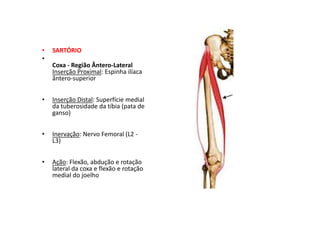 • SARTÓRIO
•
Coxa - Região Ântero-Lateral
Inserção Proximal: Espinha ilíaca
ântero-superior
• Inserção Distal: Superfície medial
da tuberosidade da tíbia (pata de
ganso)
• Inervação: Nervo Femoral (L2 -
L3)
• Ação: Flexão, abdução e rotação
lateral da coxa e flexão e rotação
medial do joelho
 