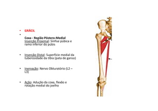 • GRÁCIL
•
Coxa - Região Póstero-Medial
Inserção Proximal: Sínfise púbica e
ramo inferior do púbis
• Inserção Distal: Superfície medial da
tuberosidade da tíbia (pata de ganso)
• Inervação: Nervo Obturatório (L2 –
L3)
• Ação: Adução da coxa, flexão e
rotação medial do joelho
 