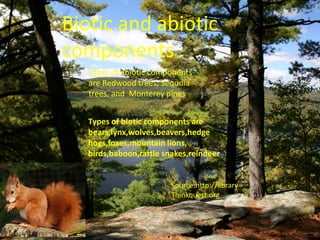 Biotic and abiotic
components
Types of abiotic components
are Redwood trees, Sequoia
trees, and Monterey pines
Types of biotic components are
bears,lynx,wolves,beavers,hedge
hogs,foxes,mountain lions,
birds,baboon,rattle snakes,reindeer.
Source:http://library
Thinkquest.org
 