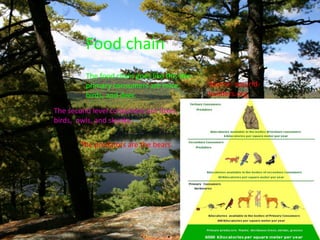Food chain
The food chain goes like this the
primary consumers are mice,
birds, and deer.
The second level consumers are foxes,
birds, owls, and skunks.
The predators are the bears.
Source: wourld-
builders.org
 