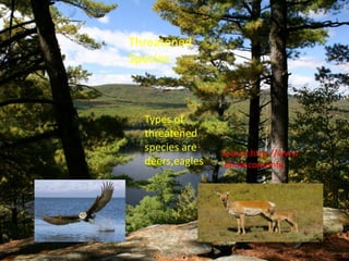 Threatened
Species
Types of
threatened
species are
deers,eagles.
source:http://www
.ehow.com/info
 
