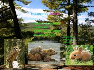 Endangered Species
Types of endangered
species are
Grizzly bears, Rabbit,
and spotted owl!
S
Source:http:
www.how.co
m/info//
 
