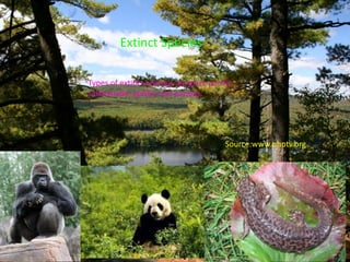 Types of extinct animals are giant pacific
salamander, gorilla, and pandas.
Source:www.nhptv.org
Extinct Species
 
