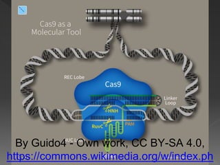 By Guido4 - Own work, CC BY-SA 4.0,
https://commons.wikimedia.org/w/index.ph
 