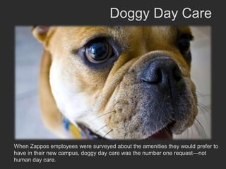 Doggy Day Care




When Zappos employees were surveyed about the amenities they would prefer to
have in their new campus, doggy day care was the number one request—not
human day care..
 