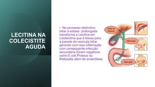 LECITINA NA
COLECISTITE
AGUDA
• No processo obstrutivo
biliar a estase prolongada
transforma a Lecitina em
Lisolecitina que é tóxica para
a parede da vesícula biliar
gerando com isso inflamação
com consequente infecção
secundária (Gram negativos
como E.coli,Proteus ou
Klebsiella além de anaeróbios
 