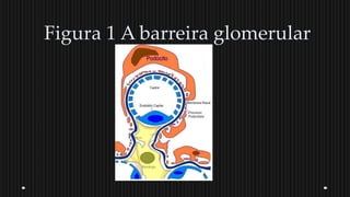 Figura 1 A barreira glomerular
 