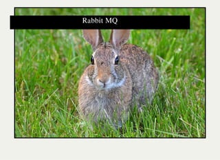Rabbit MQ 
 