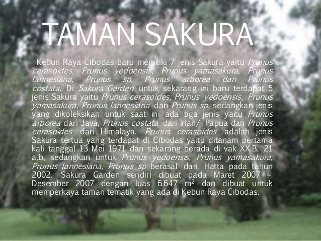 Ekowisata Kebun Raya Cibodas Taman Sakura Taman Lumut