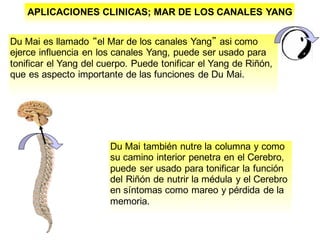 APLICACIONES CLINICAS; MAR DE LOS CANALES YANG
Du Mai es llamado “el Mar de los canales Yang” asi como
ejerce influencia en los canales Yang, puede ser usado para
tonificar el Yang del cuerpo. Puede tonificar el Yang de Riñón,
que es aspecto importante de las funciones de Du Mai.
Du Mai también nutre la columna y como
su camino interior penetra en el Cerebro,
puede ser usado para tonificar la función
del Riñón de nutrir la médula y el Cerebro
en síntomas como mareo y pérdida de la
memoria.
 