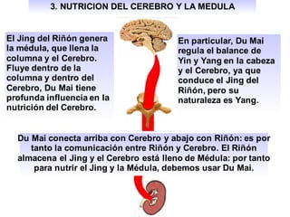 El Jing del Riñón genera
la médula, que llena la
columna y el Cerebro.
Fluye dentro de la
columna y dentro del
Cerebro, Du Mai tiene
profunda influencia en la
nutrición del Cerebro.
En particular, Du Mai
regula el balance de
Yin y Yang en la cabeza
y el Cerebro, ya que
conduce el Jing del
Riñón, pero su
naturaleza es Yang.
Du Mai conecta arriba con Cerebro y abajo con Riñón: es por
tanto la comunicación entre Riñón y Cerebro. El Riñón
almacena el Jing y el Cerebro está lleno de Médula: por tanto
para nutrir el Jing y la Médula, debemos usar Du Mai.
3. NUTRICION DEL CEREBRO Y LA MEDULA
 
