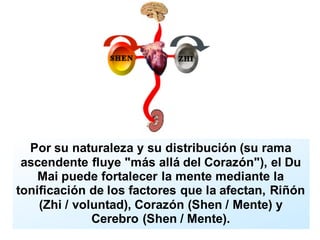 Por su naturaleza y su distribución (su rama
ascendente fluye "más allá del Corazón"), el Du
Mai puede fortalecer la mente mediante la
tonificación de los factores que la afectan, Riñón
(Zhi / voluntad), Corazón (Shen / Mente) y
Cerebro (Shen / Mente).
 