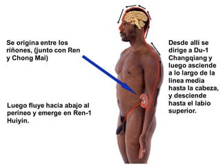 Se origina entre los
riñones, (junto con Ren
y Chong Mai)
Desde allí se
dirige a Du-1
Changqiang y
luego asciende
a lo largo de la
linea media
hasta la cabeza,
y desciende
hasta el labio
superior.
Luego fluye hacia abajo al
perineo y emerge en Ren-1
Huiyin.
 