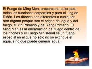 El Fuego de Ming Men, proporciona calor para
todas las funciones corporales y para el Jing de
Riñón. Los riñones son diferentes a cualquier
otro órgano porque son el origen del agua y del
fuego, el Yin Primario y del Yang Primario. El
Ming Men es la encarnación del fuego dentro de
los riñones y el Fuego Ministerial es un fuego
especial en el que no sólo no se extingue el
agua, sino que puede generar agua.
 