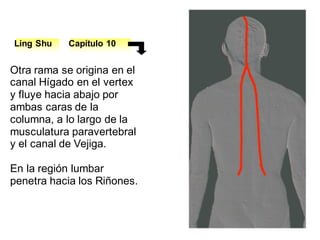 Otra rama se origina en el
canal Hígado en el vertex
y fluye hacia abajo por
ambas caras de la
columna, a lo largo de la
musculatura paravertebral
y el canal de Vejiga.
En la región lumbar
penetra hacia los Riñones.
Ling Shu Capítulo 10
 