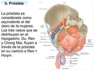 b. Próstata
La próstata es
considerada como
equivalente al del
útero de la mujeres.
Los tres vasos que se
distribuyen en el
hipogastrio, Du, Ren
y Chong Mai, fluyen a
través de la próstata
en su camino a Ren-1
Huiyin.
 