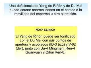 Una deficiencia de Yang de Riñón y de Du Mai
puede causar anormalidades en el conteo o la
movilidad del esperma u otra alteración.
NOTA CLINICA
El Yang de Riñón puede ser tonificado
con el Du Mai con sus puntos de
apertura y acoplados (ID-3 (izq) y V-62
(der), junto con Du-4 Mingmen, Ren-4
Guanyuan y Qihai Ren-6.
 